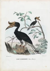 Großer Nashornvogel, 1863-79