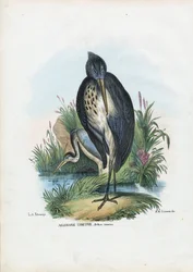 Graureiher, 1863-79