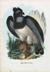 Harpyie, 1863-79