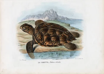 Echte Karettschildkröte, 1863-79