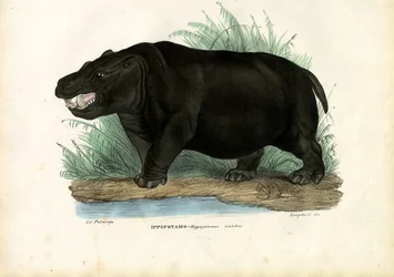 Nilpferd, 1863-79