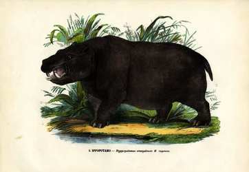 Nilpferd, 1863-79