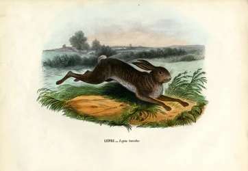 Schneehase, 1863-79