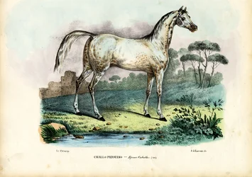 Persisches Pferd, 1863-79