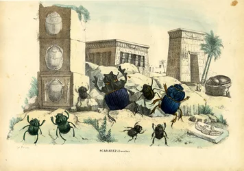 Skarabäuskäfer, 1863-79
