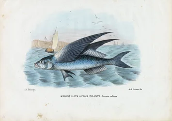 Tropischer Zweiflügelfisch, 1863-79