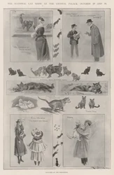 Die nationale Katzenausstellung im Crystal Palace, 29. und 30. Oktober