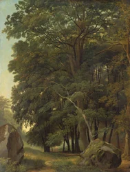 Eine bewaldete Landschaft