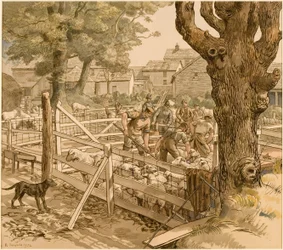 Schafschur in Cornwall