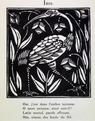Ibis - in „Le Bestiaire ou cortège d