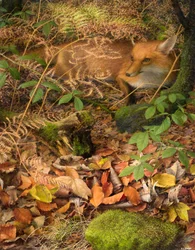Herbst: ein Fuchs ruht zwischen den gefallenen Blättern