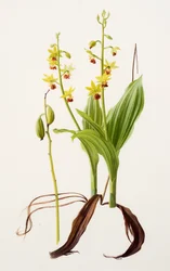 Calanthe tricarinata