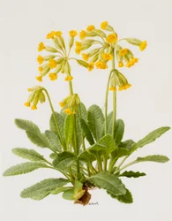 Schlüsselblumen