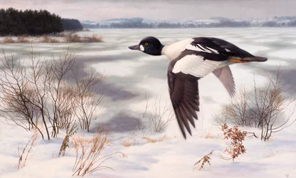 Schellente in einer Winterlandschaft