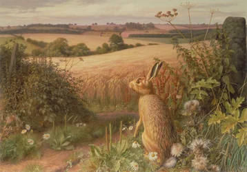 Hase auf einem Feld