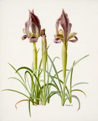 Iris acutiloba