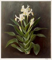 Iris willmottiana alba