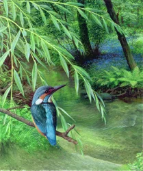 Eisvogel