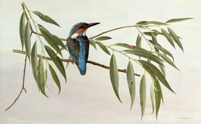 Eisvogel