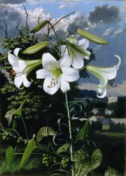 Lilium Emerald