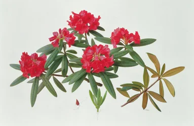 Rhododendron Microgynum