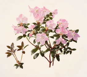 Rhododendron moupinense mit rosa Blüten