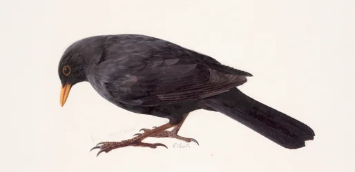 Studie einer Amsel