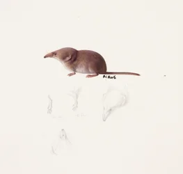 Studie einer Spitzmaus