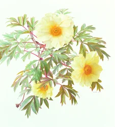 Baumpfingstrose 