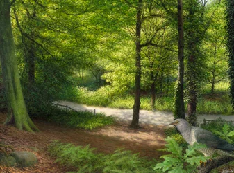 Wald mit Türkentaube