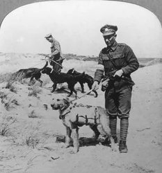 Erste-Hilfe-Hunde, Erster Weltkrieg, ca. 1914-1918