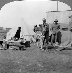 Südafrikanische Kanoniere mit ihrem Zebra-Haustier, Ostafrika, Erster Weltkrieg, 1914-1918