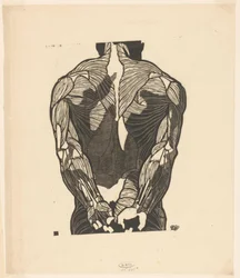 Anatomische Studie der Rückenmuskeln eines Mannes