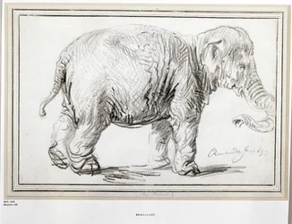 Elefant