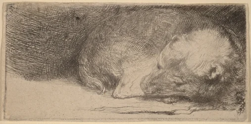 Schlafender Welpe
