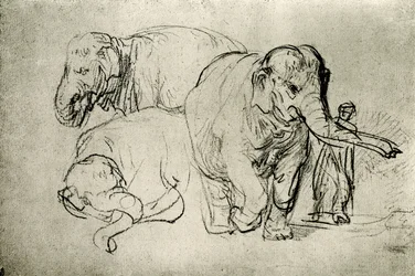 Elefantenstudie