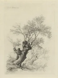 Weidenbaum