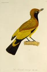 Erwachsenes Männchen des Maskierten Laubenvogels (Sericulus aureus), Gravur aus der Histoire naturelle des oiseaux de paradis et des epimagues