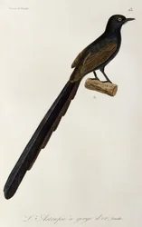 Weiblicher Gorget-Paradiesvogel, Gravur aus Histoire naturelle des oiseaux de paradis et des epimagues