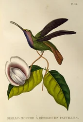 Lazuline Säbelwinge (Campylopterus falcatus), Gravur aus Les trochilidees ou les colibris et les oiseaux-mouches