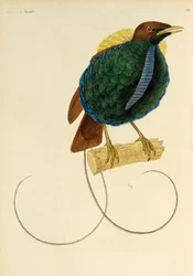 Männchen des Prachtparadiesvogels (Cicinnurus magnificus), Gravur aus Histoire naturelle des oiseaux de paradis et des epimagues