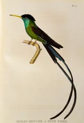 Rotschnabel-Wimpelschwanz (Trochilus polytmus), Stich aus Les trochilidées ou les colibris et les oiseaux-mouches