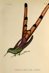 Rotschwanzkomet (Sappho sparganurus), Stich aus Les trochilidées ou les colibris et les oiseaux-mouches