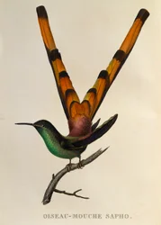 Rotschwanzkolibri (Sappho sparganurus), Stich aus Les trochilidées ou les colibris et les oiseaux-mouches