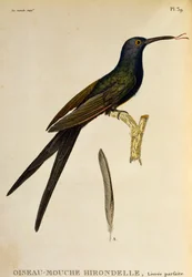 Schwalbenschwanzkolibri, Gravur aus Les trochilidees ou les colibris et les oiseaux-mouches
