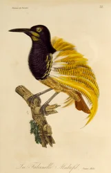 Junger männlicher Zwölfdraht-Paradiesvogel (Seleucidis melanoleuca), Gravur aus Histoire naturelle des oiseaux de paradis et des epimagues