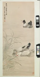 Enten, 1885