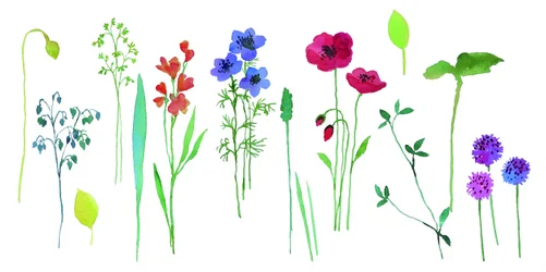 Bunte Aquarellblüten