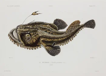 Anglerfisch, Island, frühes 19. Jahrhundert