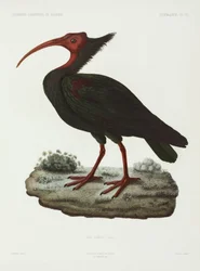 Waldrapp, Algerien